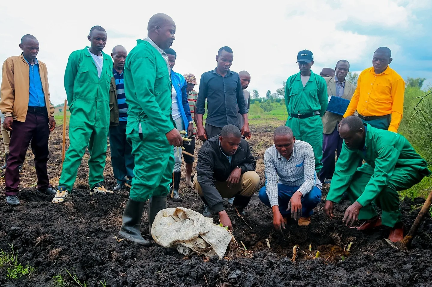 Des habitants plantent du fourrage pour le bétail à Gatsibo.