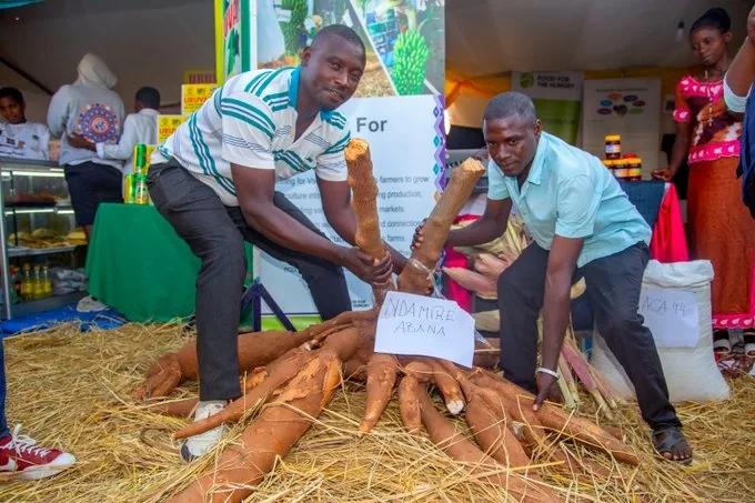 Un stand de manioc à l’exposition JADF de Gatsibo.