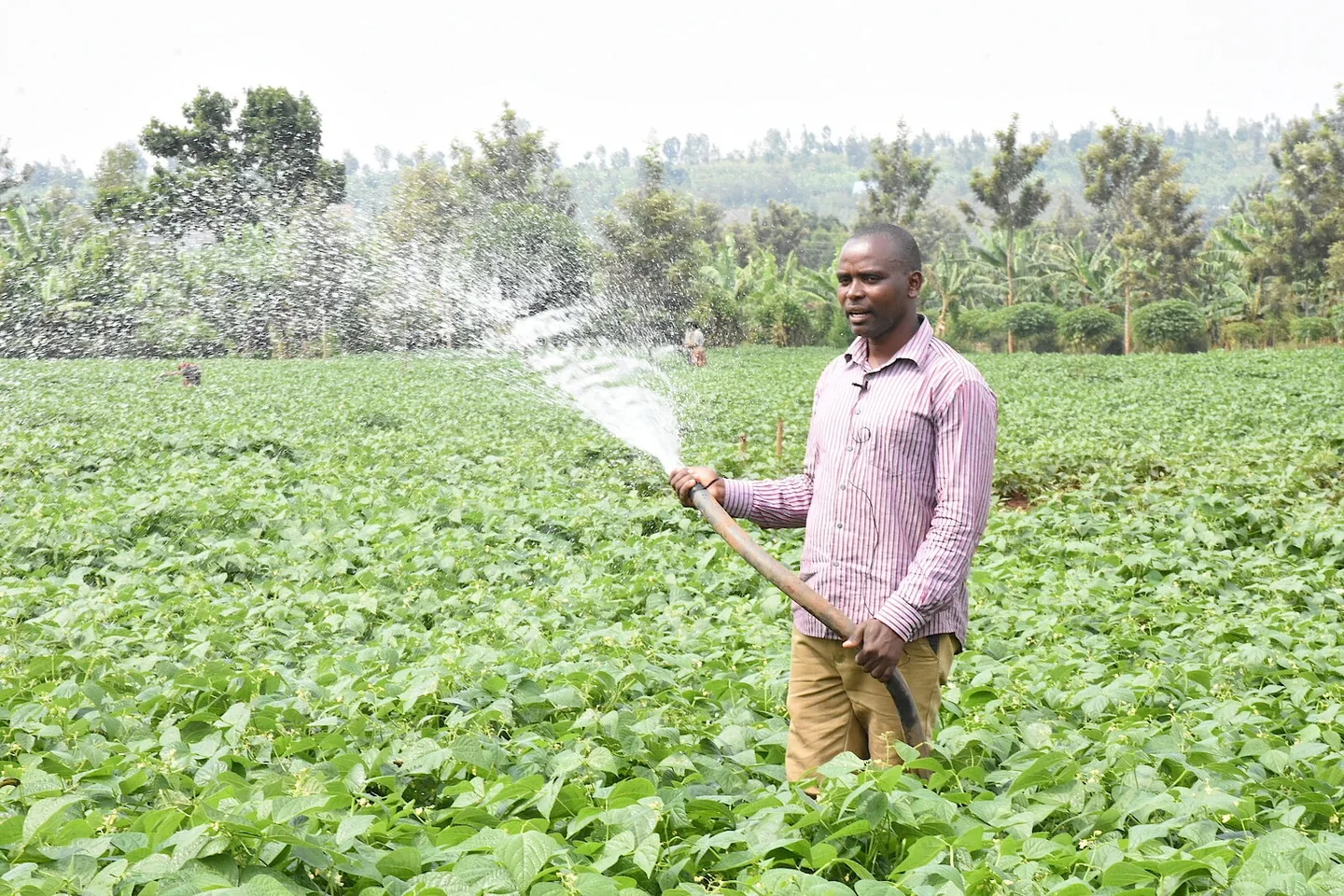 Abahinzi bakoresha kuhira mu cyanya cyatunganyijwe i Gatsibo.