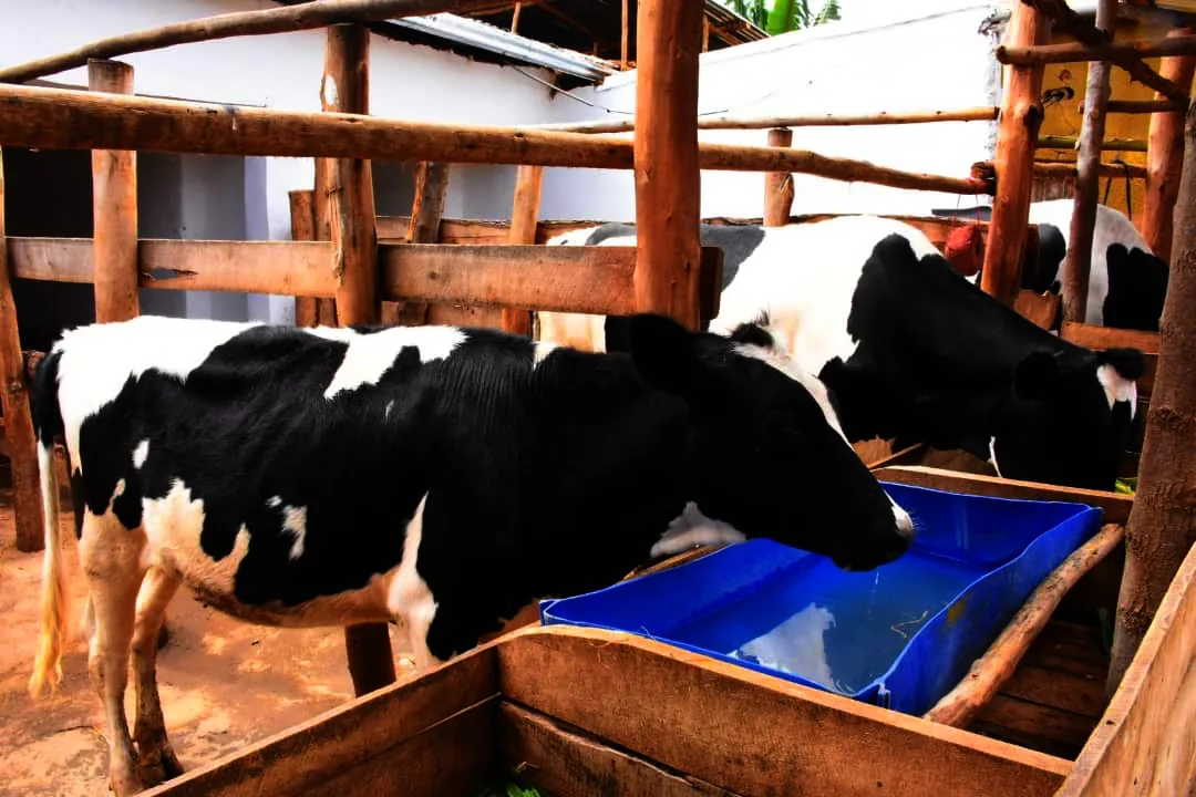 Des éleveurs apprenant des méthodes pour augmenter la production de lait à Gatsibo.